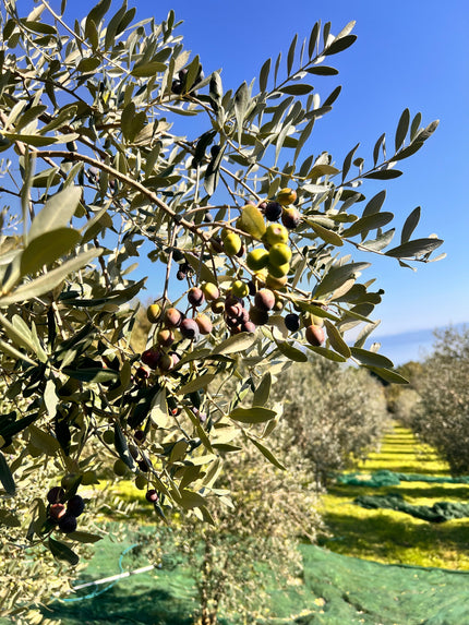 Early Harvest Olive Oil Benefits