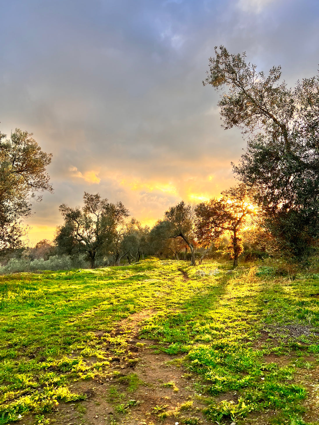 Sunset over an Italian olive grove