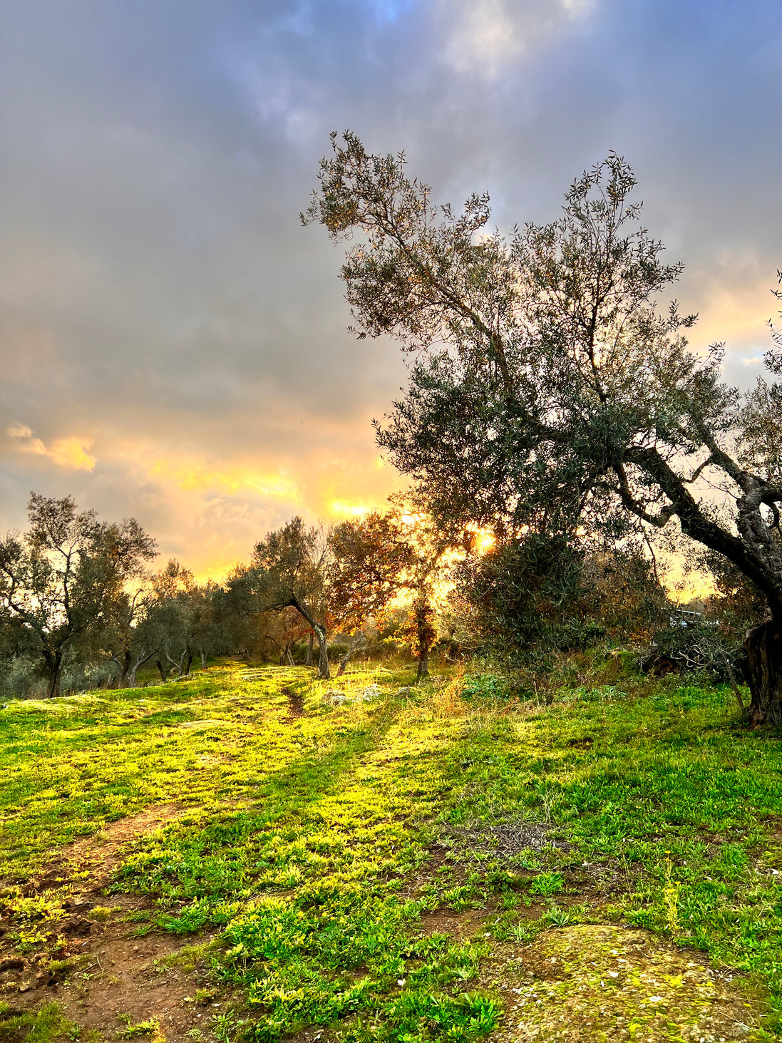 Sunset over an Italian olive grove
