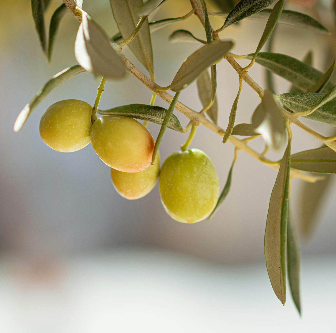 Green olives ripening on an olive tree branch