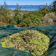 Fresh green olives gathered during the ITALOIL family grove 2026–2027 harvest