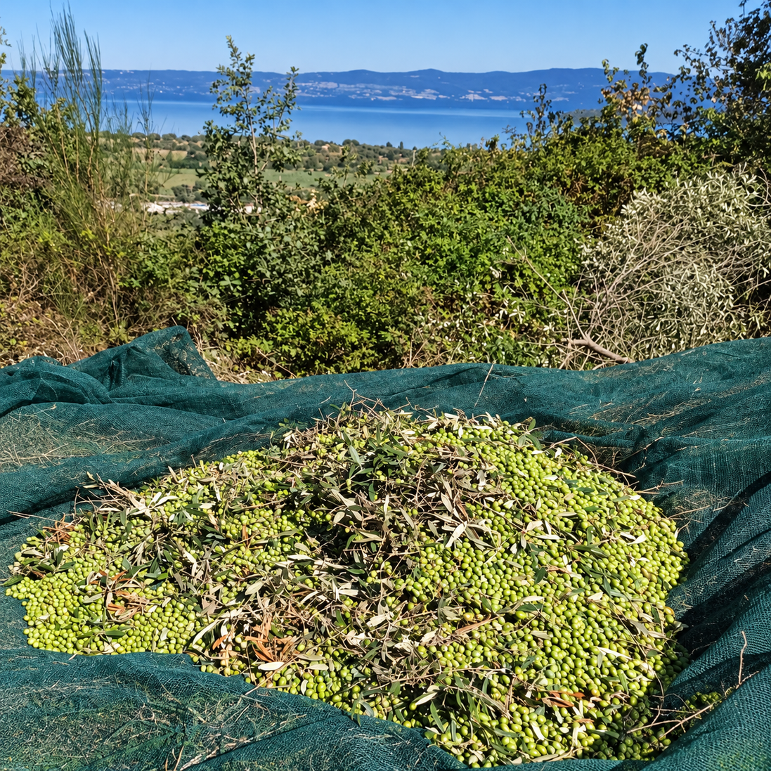 Fresh green olives gathered during the ITALOIL family grove 2026–2027 harvest