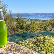 Fresh green olive oil and newly harvested olives at the ITALOIL family grove